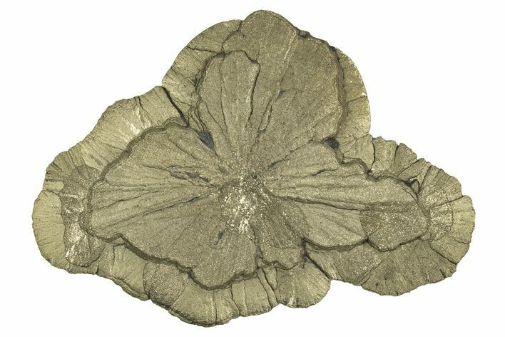 Pyrite Sun - Sparta, Illinois #315952